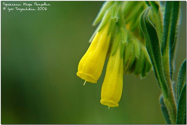 Анастасия Королёва