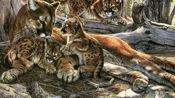 Жанар Какенова