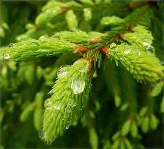 Елена Вольф