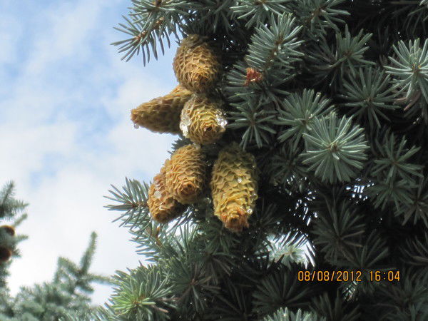 Жека Пряжников