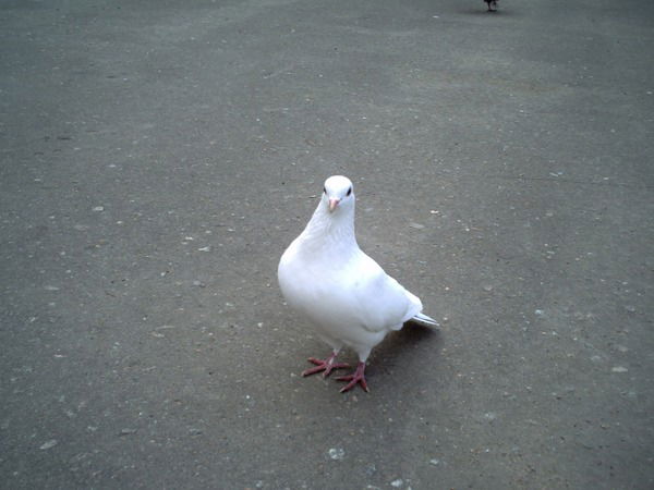 Виктория Голубева