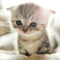 Света Базыль