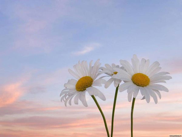 Светлана Сергеевна