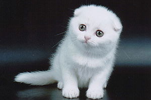 Татьяна Насибуллина