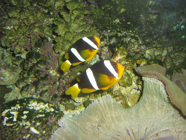 Дима Пороцкий