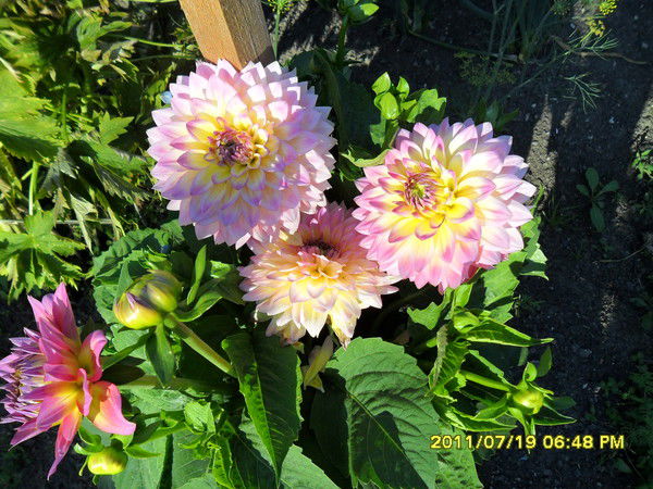 Лариса Плотникова