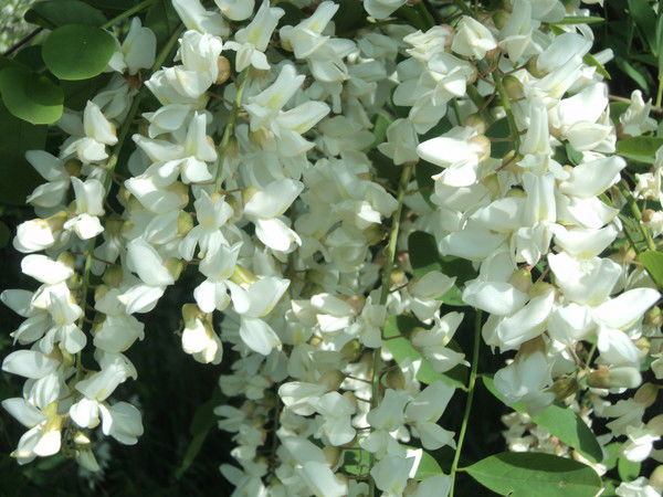 Валентина Журавлева