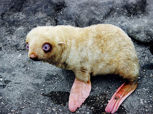 Вероника Алексеева