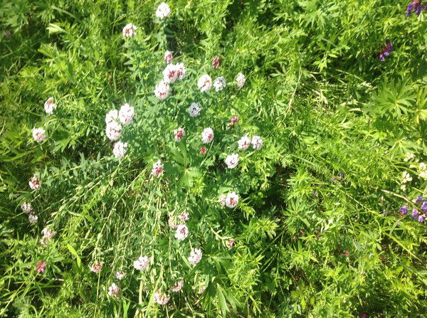 Сэржэн Халзанова