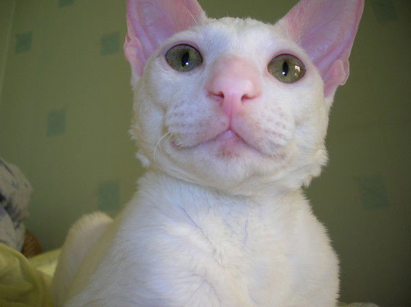 Алексей Кунгурцев