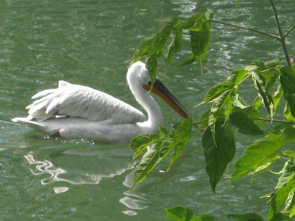 Лидия Тимергалиева