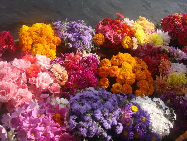 Лидия Комарова