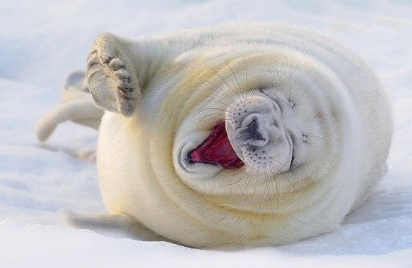 Евгений Каракчиев