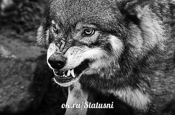 Михаил Исаев(Мекинулов)