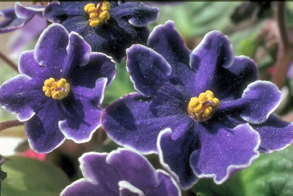 Миляуша Исрафил Кызы