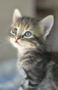 Арина Козлова