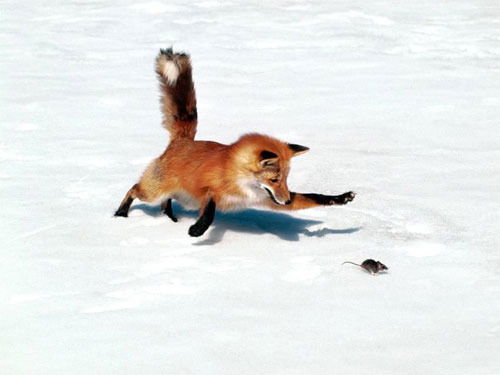 Наталья Лисичкина