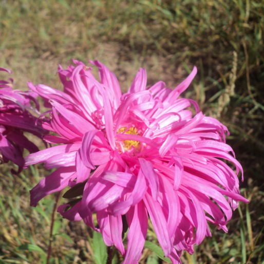 Элина Мыльникова