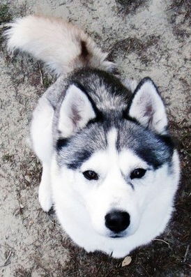 Ксения Александровна