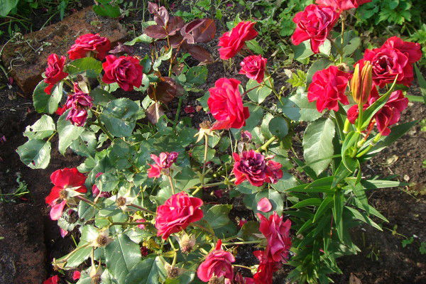 Лариса Королёва