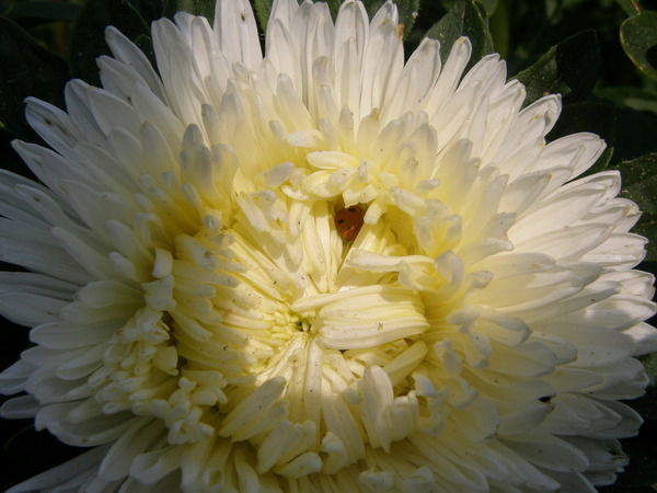 Катя Плешакова