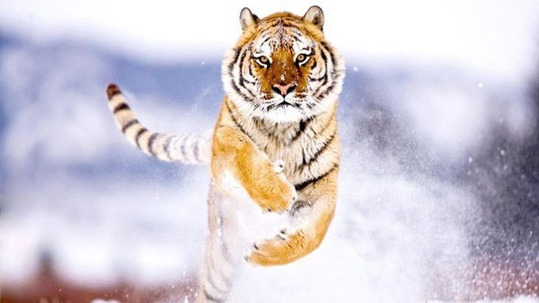 Наталья Силантьева