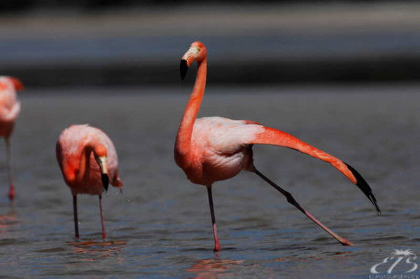 Василиса Дорофеева