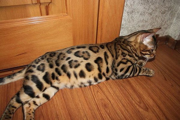 Роман Марковский