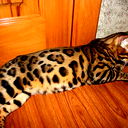 Роман Марковский