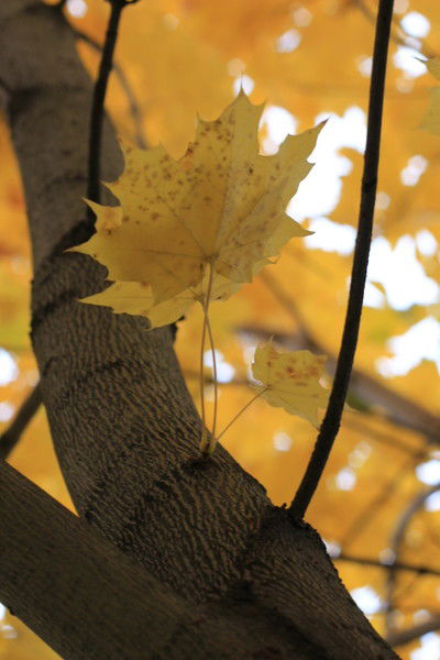 Наталия Кудёлко