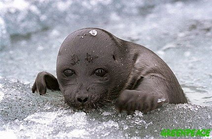 Наташа Невзгодова