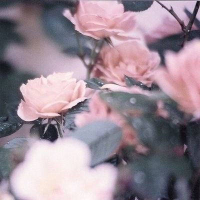 Даша Каткова