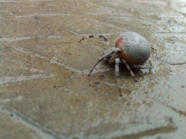 Алеша Сынок