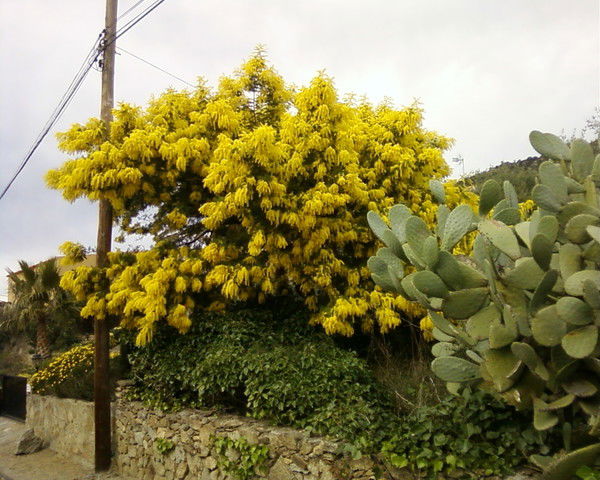 Игорь Самохвалов