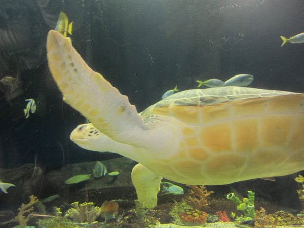 Перизат Бекбергенова