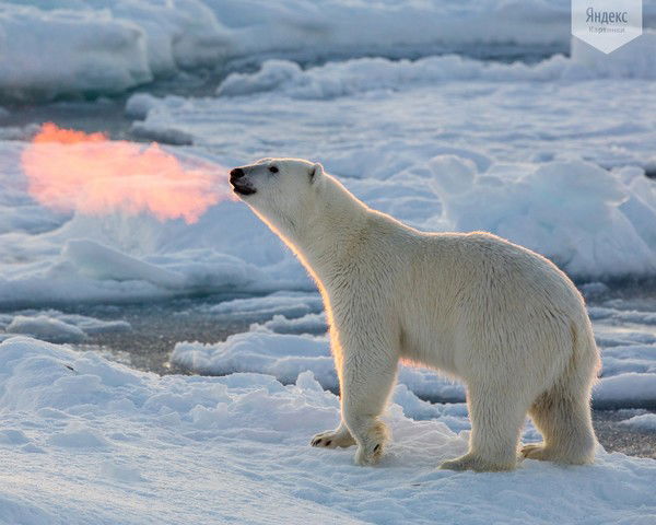 Раиса Косоручкина