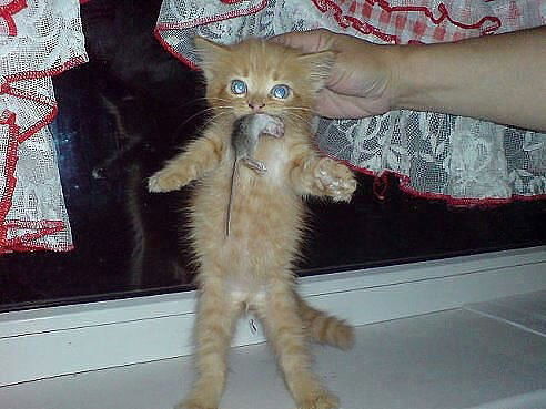 Виктор Мартюшев