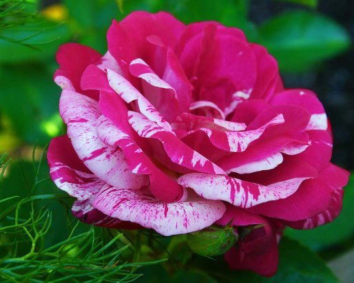 Галина Гесина