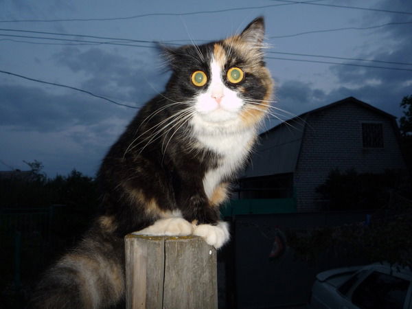 Влад Рязанов