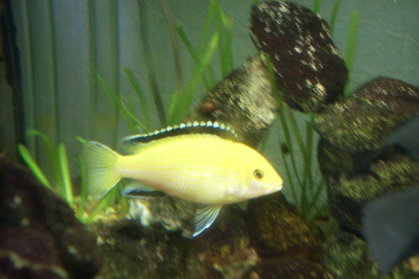 Ольга Баженова