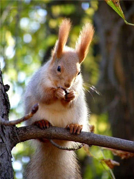 Наташа Петрова