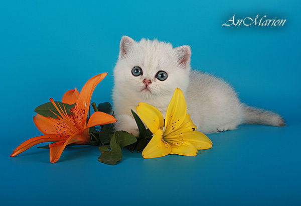 Мария Андреева