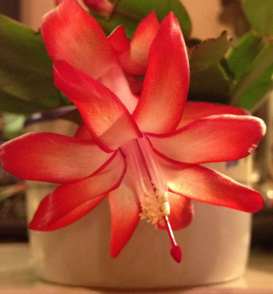 Ljudmilla Shvadchenco