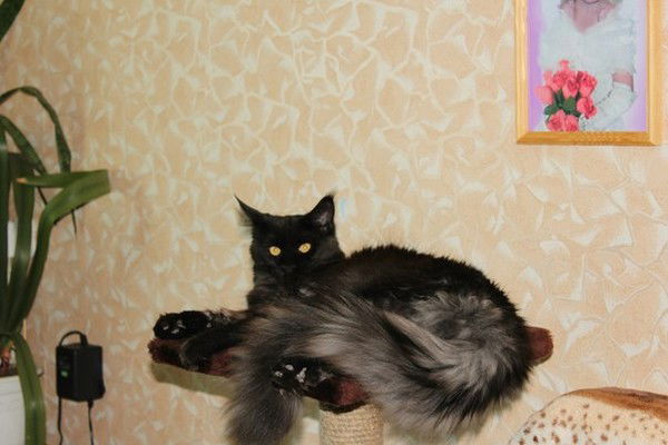 Ириха Щппппп