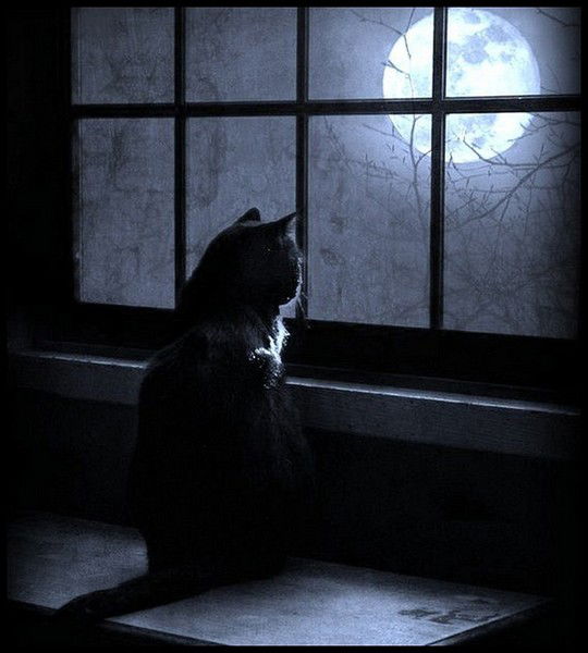 Галина Голкова