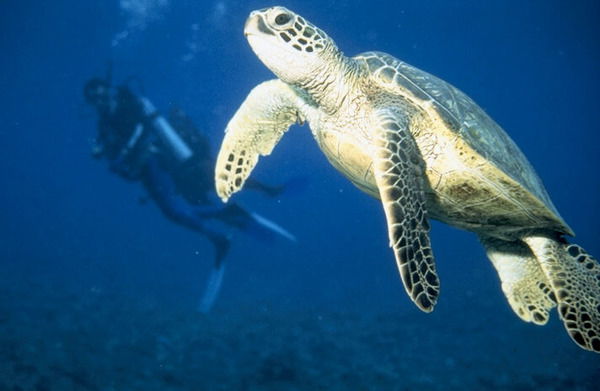 Светлана Левченко