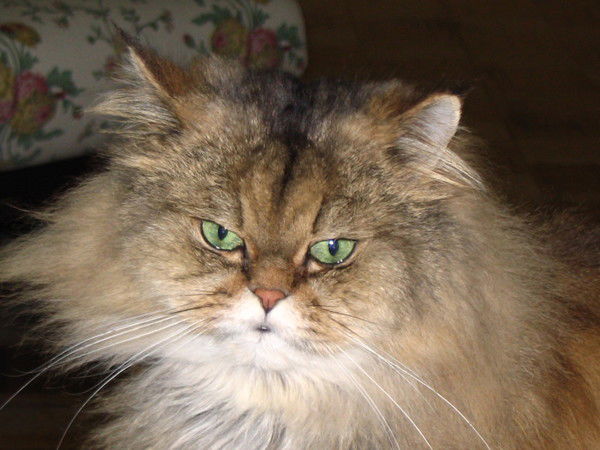 Светлана Маркова