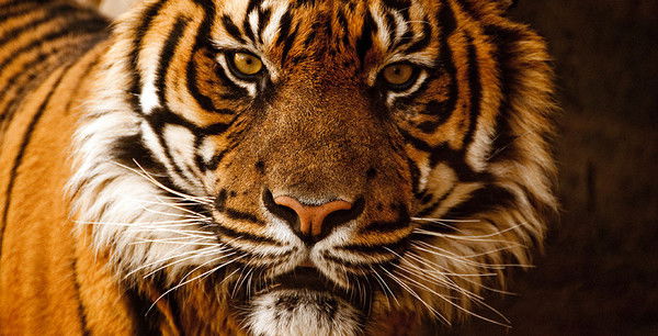 Дмитрий Махнёв