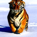 Страник В Ночи