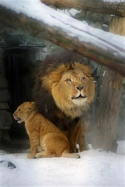 Виталий Кошелев